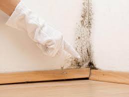 Best Mold Damage Restoration  in Blue Hills, CT